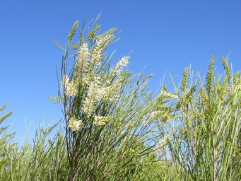341_grevillea_obliquistigma_img_1439c.jpg