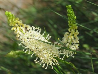 341_grevillea_obliquistigma_tardun.jpg