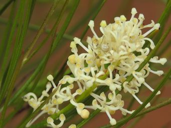 341_grevillea_obliquistigma_tardun_img_1959.jpg