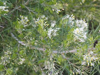 341_grevillea_paniculata_eaglestone_rock_img_9525.jpg