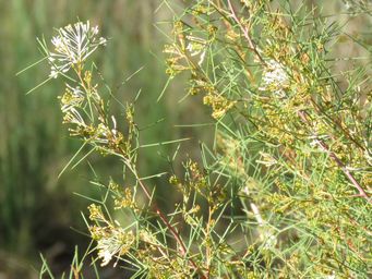 341_grevillea_paniculata_mdn_rock_img_9192c.jpg