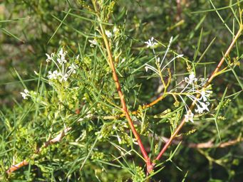 341_grevillea_paniculata_merredin_rock_img_9197c.jpg