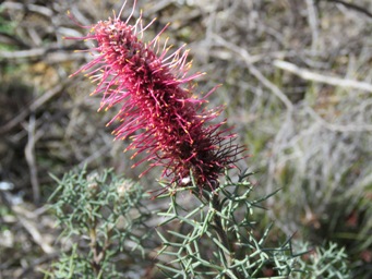341_grevillea_paradoxa_img_8479.jpg
