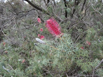 341_grevillea_paradoxa_img_8504.jpg