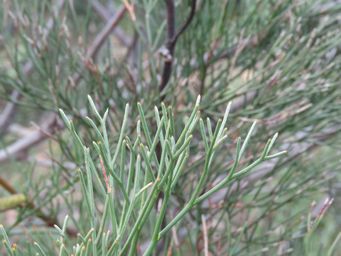 341_grevillea_petrophiloides_kon_foliage_img_2833.jpg