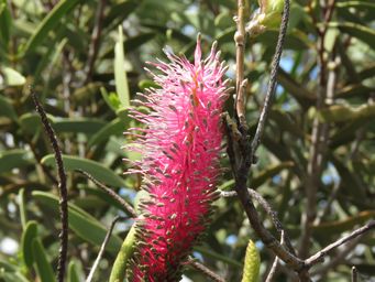341_grevillea_petrophiloides_kon_img_2635.jpg