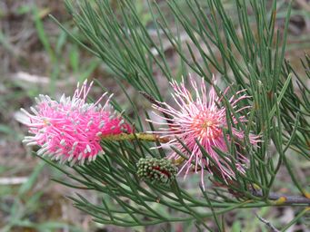 341_grevillea_petrophiloides_kon_img_2835.jpg