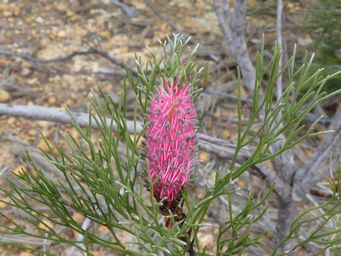 341_grevillea_petrophiloides_kon_img_2889c.jpg