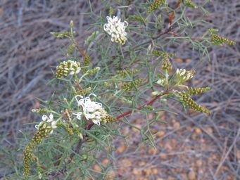 341_grevillea_teretifolia_maybe_mr_img_9951ca.jpg