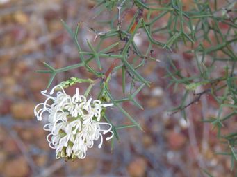 341_grevillea_teretifolia_maybe_mr_img_9953ca.jpg