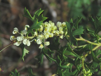 341_grevillea_trifida_img_4641ca.jpg