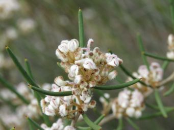 341_grevillea_umbellulata_wh_img_2807.jpg