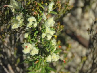 341_grevillea_uncinulata_tarin_rock_img_4768.jpg