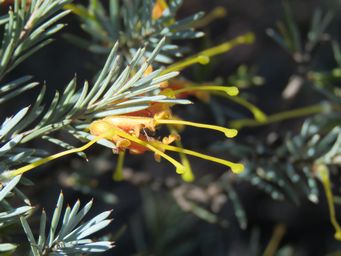 341_grevillea_yorkrakinensis_kr_img_9348.jpg