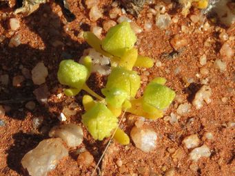 341_gunniopsis_septifraga_img_1009c.jpg