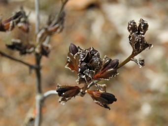 341_haemodorum_discolour_img_7838c.jpg