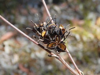341_haemodorum_img_0938c.jpg