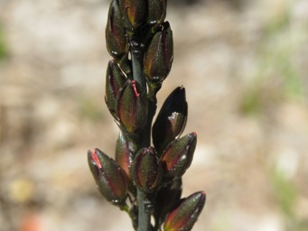 341_haemodorum_spicatum_img_6583.jpg