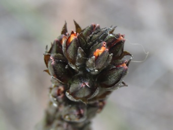341_haemodorum_spicatum_img_6753c.jpg