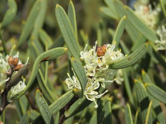 341_hakea_cygna_subsp._cygna_tarin_rock_img_4802.jpg