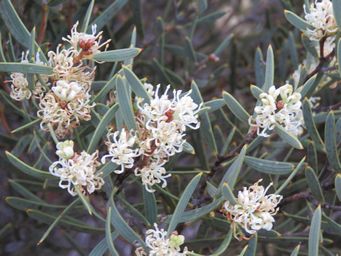 341_hakea_cygnus_ssp_cygnus_img_8150.jpg