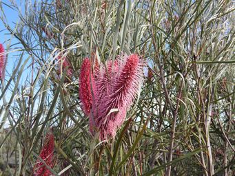 341_hakea_francisiana_img_1283.jpg