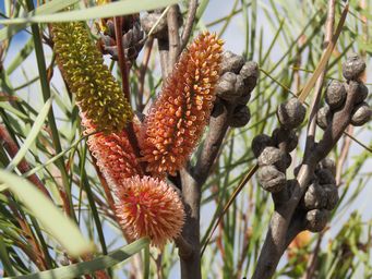 341_hakea_francisiana_img_9901.jpg