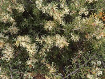 341_hakea_horrida_gnowangerup_dscf8142.jpg