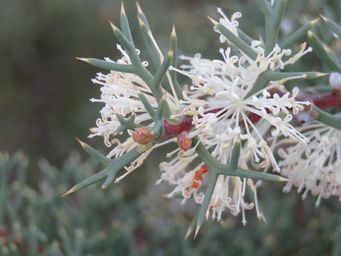 341_hakea_horrida_tr_img_8131.jpg
