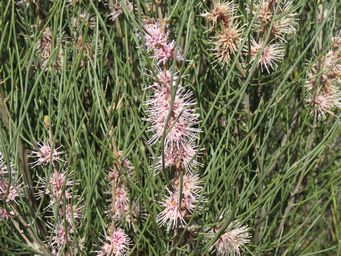 341_hakea_invaginata_img_2351.jpg