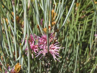 341_hakea_invaginata_img_2382.jpg