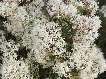 341_hakea_lissocarpha_bridgetown__img_4921.jpg