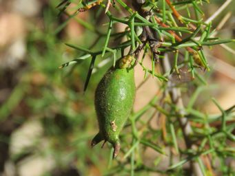 341_hakea_lissocarpha_podimg_0905c.jpg