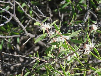 341_hakea_marginata_buckleys_breakaway_img_4678.jpg