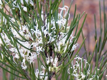 341_hakea_meisneriana_maybe__img_9957a.jpg