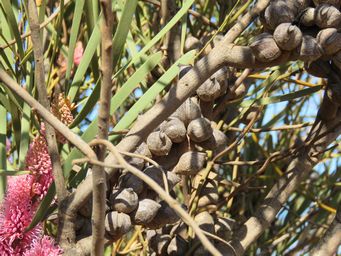 341_hakea_multilineata_img_4647.jpg