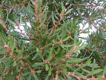 341_hakea_oleifolia_buds_img_1164.jpg