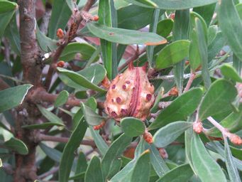 341_hakea_oleifolia_img_6443a.jpg