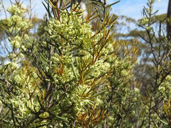 341_hakea_preissii_img_2924.jpg