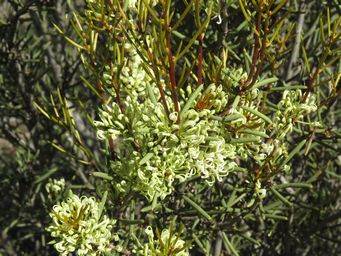 341_hakea_preissii_img_2925.jpg