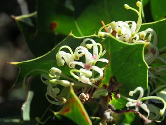 341_hakea_prostrata_img_6962a.jpg