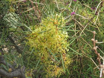 341_hakea_recurva_and_glycine_canescens_img_2253c.jpg