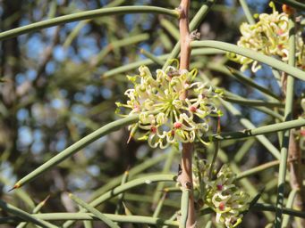 341_hakea_recurva_img_9533c.jpg