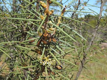 341_hakea_recurva_img_9540.jpg