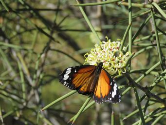341_hakea_recurva_with_danaus_chrysippus_img_9532.jpg
