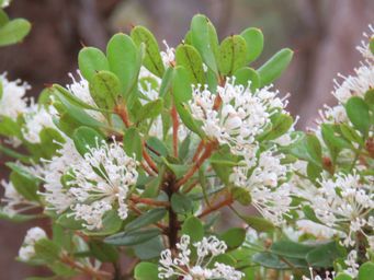 341_hakea_ruscifolia_img_1322c.jpg