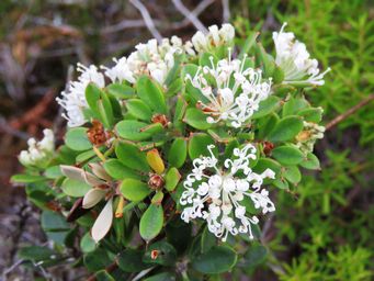 341_hakea_ruscifolia_img_6696ca.jpg