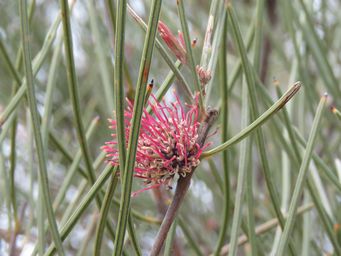 341_hakea_scoparia_img_2825.jpg