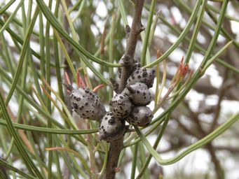 341_hakea_scoparia_img_2826.jpg