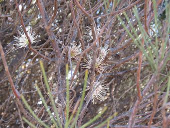 341_hakea_subsulcata_buckleys_breakaway_img_4741.jpg
